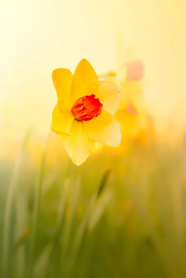 A single daffodil in tall grass, backlit into gold