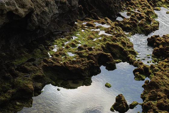 Rock pools at low tide, the stone furred with green weed